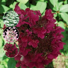 Syrenhortensia 'WIM´S RED' (R)